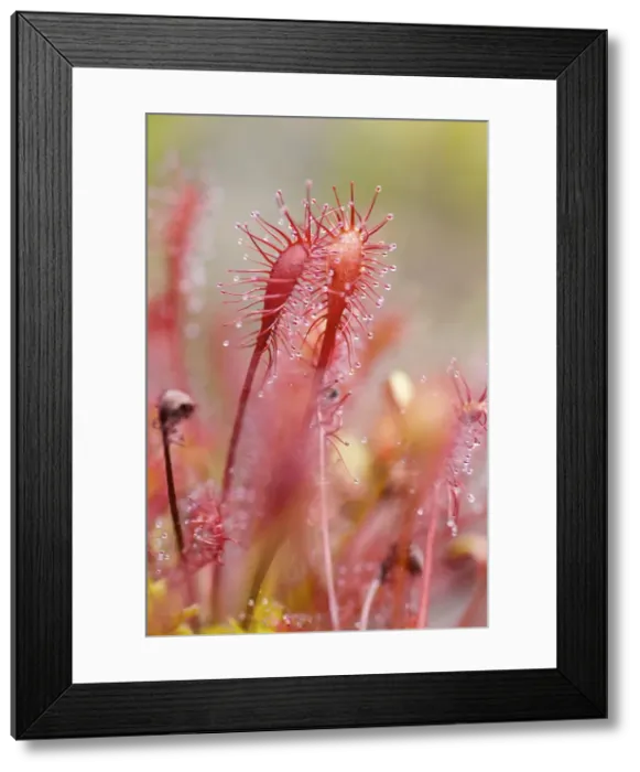 Framed Print : Picture No. 10891551