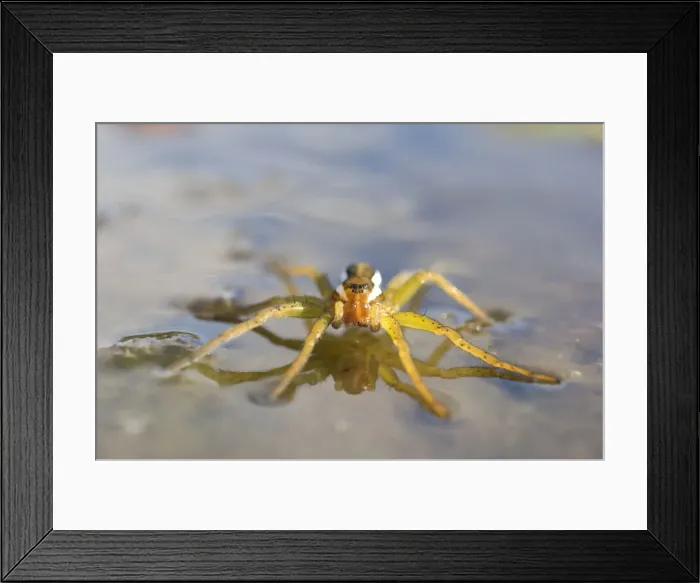 Framed Print : Picture No. 10891554