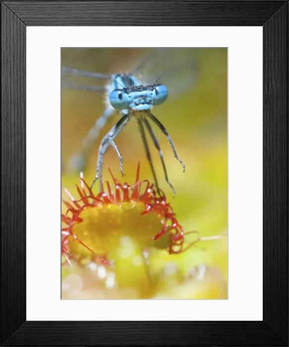 Framed Print : Picture No. 10891553 Framed Print : Picture No. 10891553