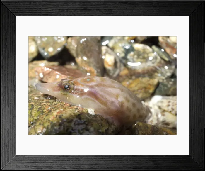 Framed Print : Picture No. 10891560 Framed Print : Picture No. 10891560