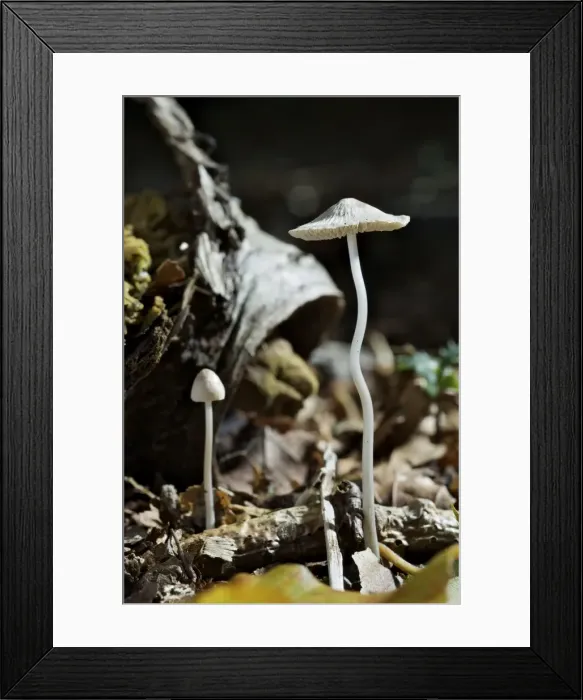 Framed Print : Picture No. 10891561 Framed Print : Picture No. 10891561