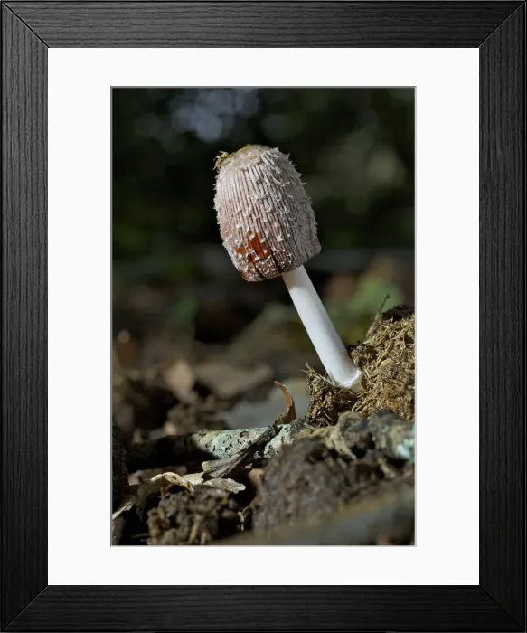 Framed Print : Picture No. 10891562