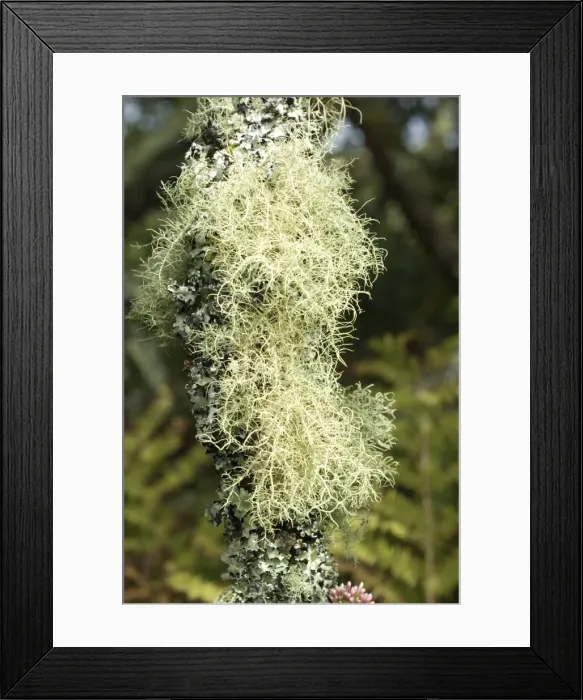 Framed Print : Picture No. 10891559