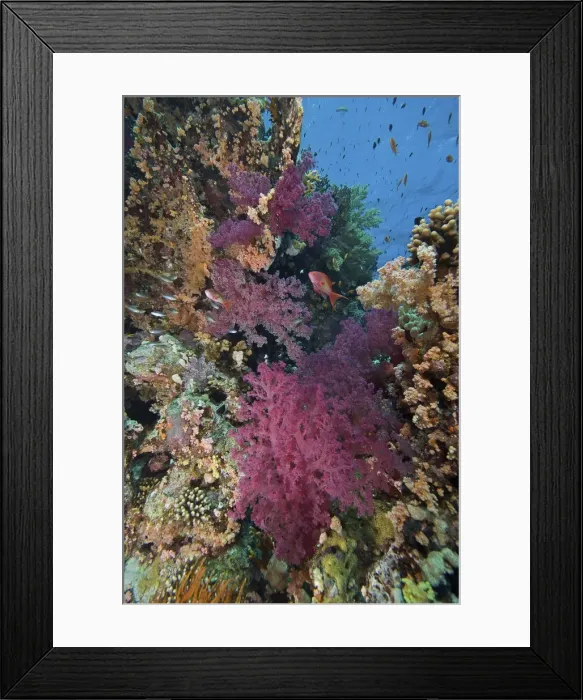 Framed Print : Picture No. 10891552 Framed Print : Picture No. 10891552