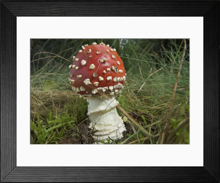 Framed Print : Picture No. 10891565 Framed Print : Picture No. 10891565