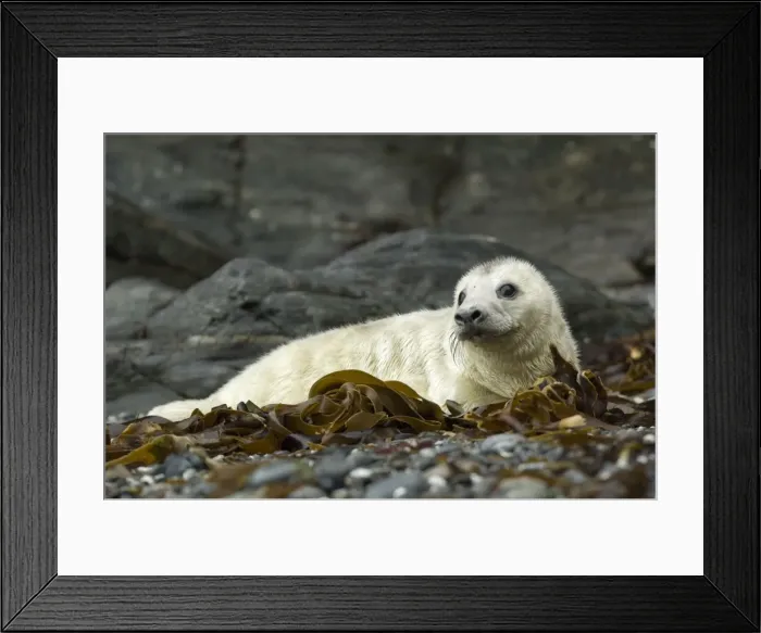 Framed Print : Picture No. 10891569 Framed Print : Picture No. 10891569