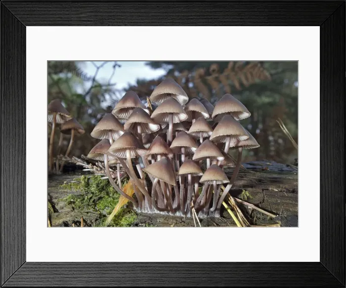Framed Print : Picture No. 10891563 Framed Print : Picture No. 10891563