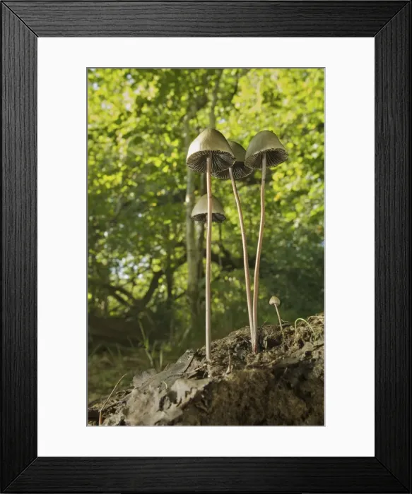 Framed Print : Picture No. 10891567 Framed Print : Picture No. 10891567