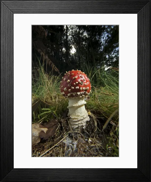 Framed Print : Picture No. 10891566 Framed Print : Picture No. 10891566