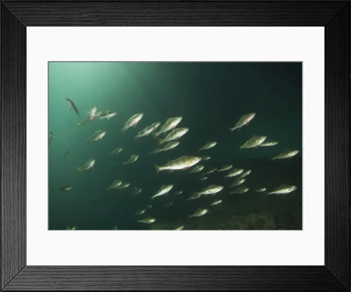 Framed Print : Picture No. 10891572 Framed Print : Picture No. 10891572