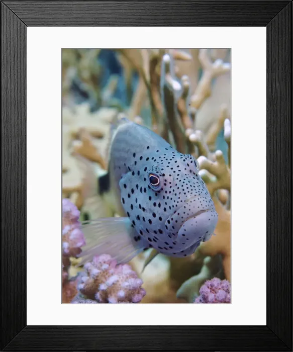Framed Print : Picture No. 10891573 Framed Print : Picture No. 10891573