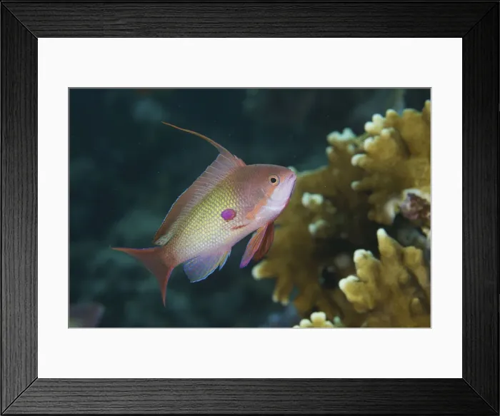 Framed Print : Picture No. 10891575 Framed Print : Picture No. 10891575