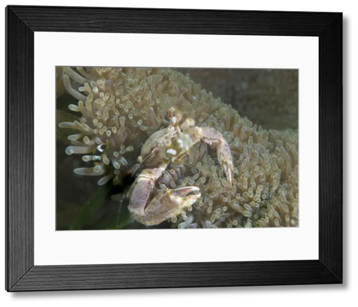 Framed Print : Picture No. 10891571 Framed Print : Picture No. 10891571