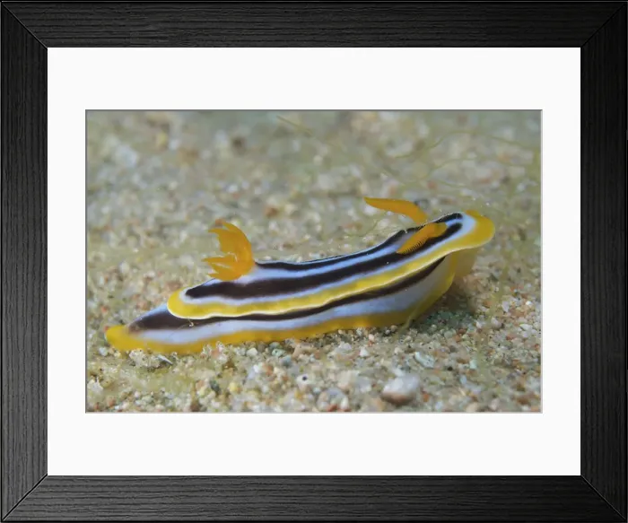 Framed Print : Picture No. 10891577 Framed Print : Picture No. 10891577