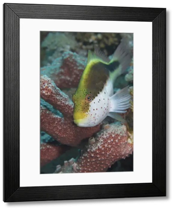 Framed Print : Picture No. 10891574 Framed Print : Picture No. 10891574
