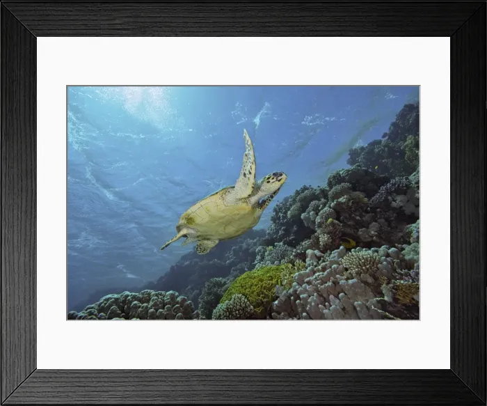 Framed Print : Picture No. 10891580 Framed Print : Picture No. 10891580
