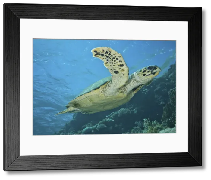 Framed Print : Picture No. 10891579 Framed Print : Picture No. 10891579