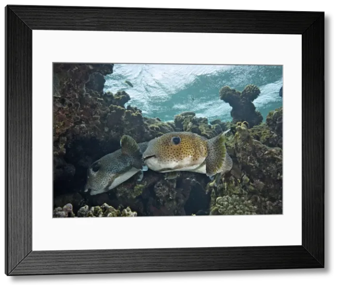 Framed Print : Picture No. 10891576