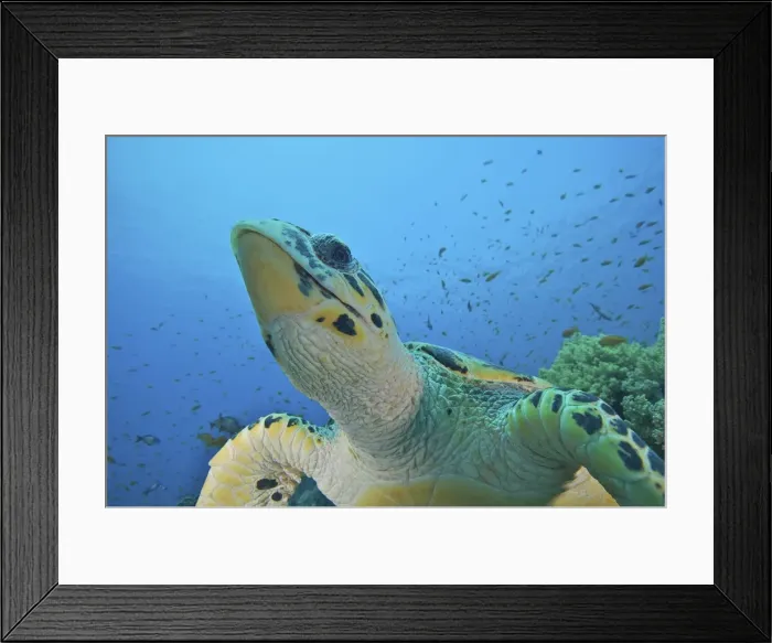 Framed Print : Picture No. 10891581 Framed Print : Picture No. 10891581