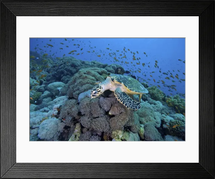 Framed Print : Picture No. 10891582 Framed Print : Picture No. 10891582