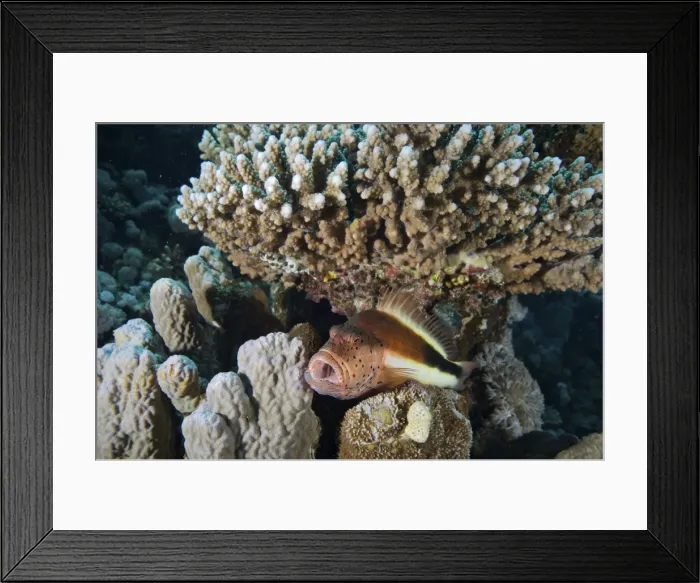 Framed Print : Picture No. 10891584 Framed Print : Picture No. 10891584
