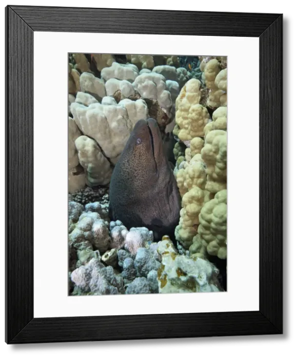 Framed Print : Picture No. 10891583 Framed Print : Picture No. 10891583