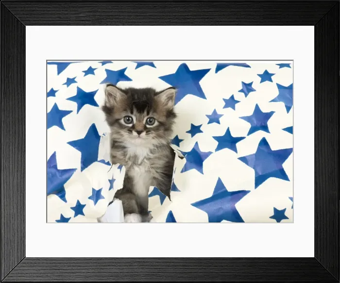 Framed Print : Picture No. 10891586 Framed Print : Picture No. 10891586