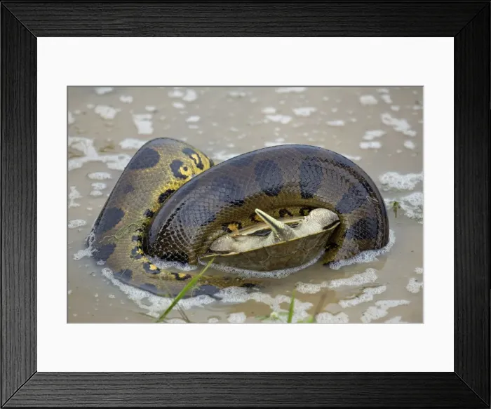 Framed Print : Picture No. 10891590 Framed Print : Picture No. 10891590