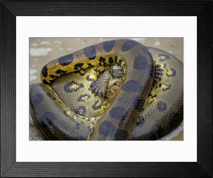 Framed Print : Picture No. 10891591 Framed Print : Picture No. 10891591