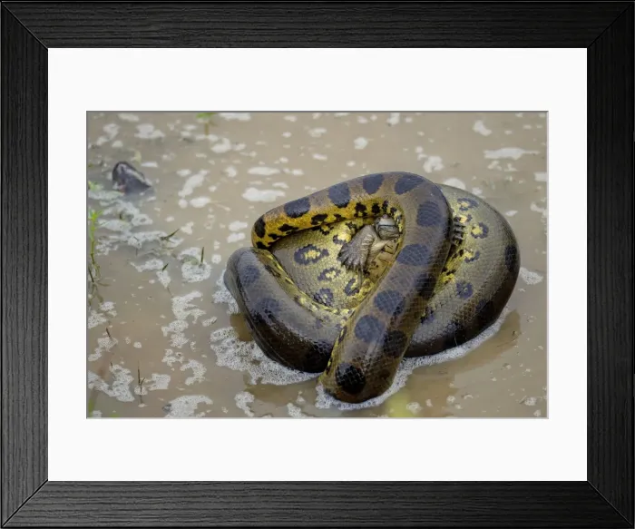 Framed Print : Picture No. 10891592 Framed Print : Picture No. 10891592