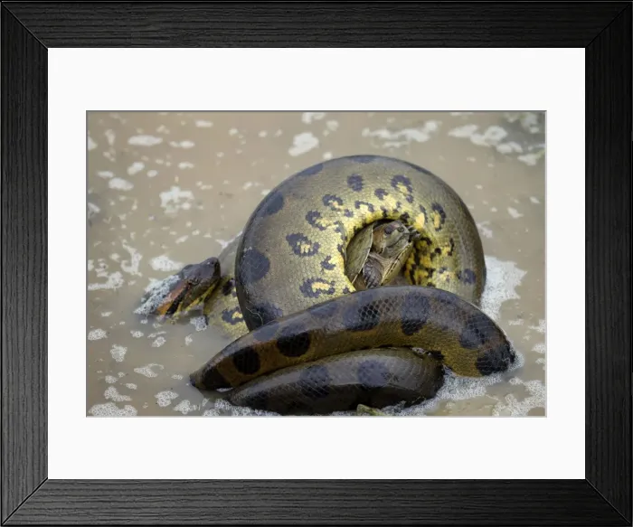 Framed Print : Picture No. 10891594 Framed Print : Picture No. 10891594