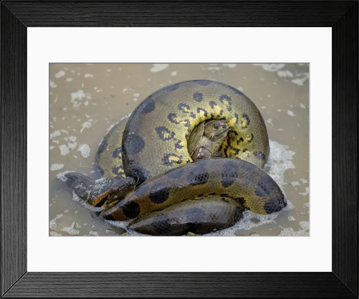 Framed Print : Picture No. 10891595 Framed Print : Picture No. 10891595