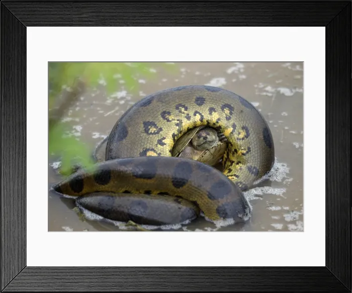 Framed Print : Picture No. 10891597 Framed Print : Picture No. 10891597