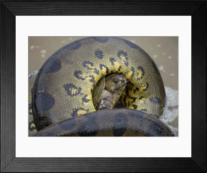 Framed Print : Picture No. 10891596 Framed Print : Picture No. 10891596
