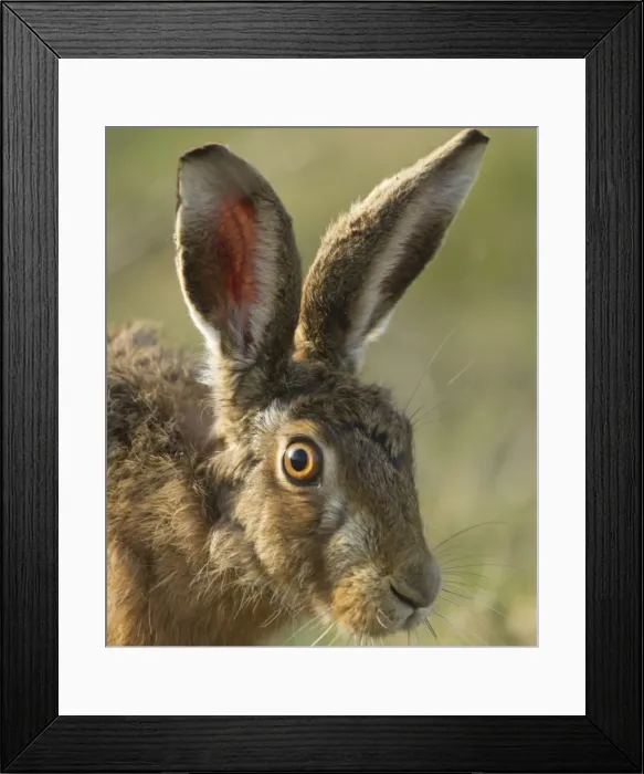 Framed Print : Picture No. 10891601 Framed Print : Picture No. 10891601