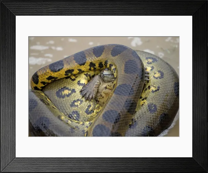 Framed Print : Picture No. 10891593 Framed Print : Picture No. 10891593