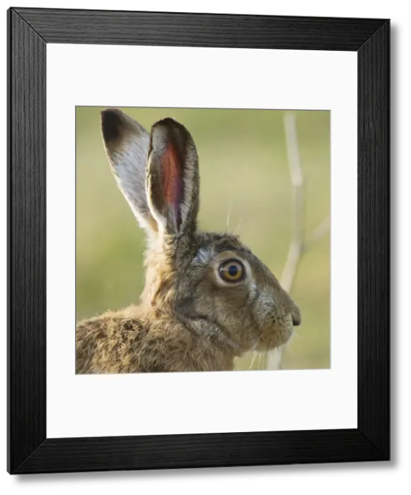 Framed Print : Picture No. 10891602 Framed Print : Picture No. 10891602