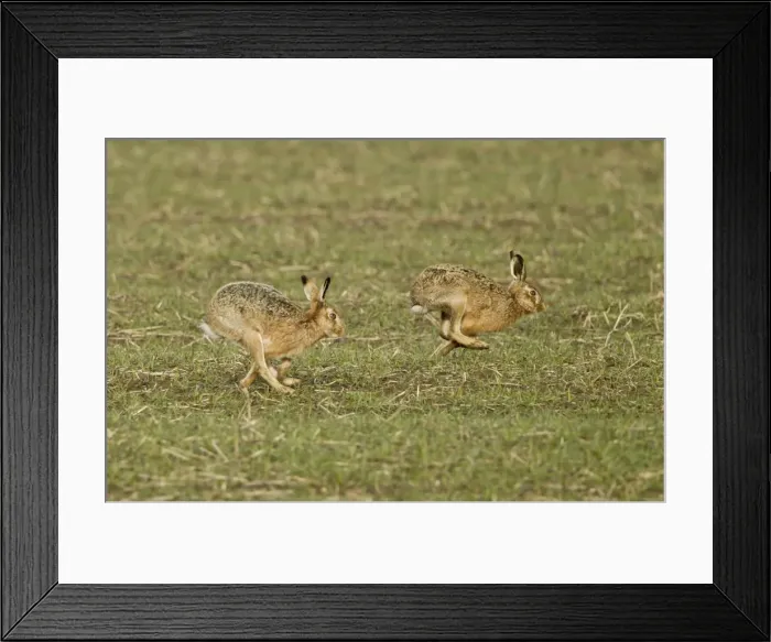 Framed Print : Picture No. 10891604 Framed Print : Picture No. 10891604