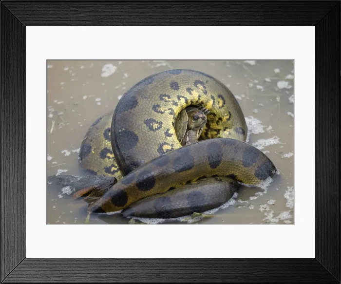 Framed Print : Picture No. 10891598 Framed Print : Picture No. 10891598