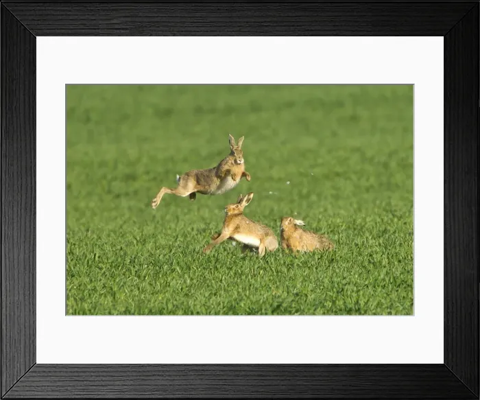 Framed Print : Picture No. 10891605 Framed Print : Picture No. 10891605