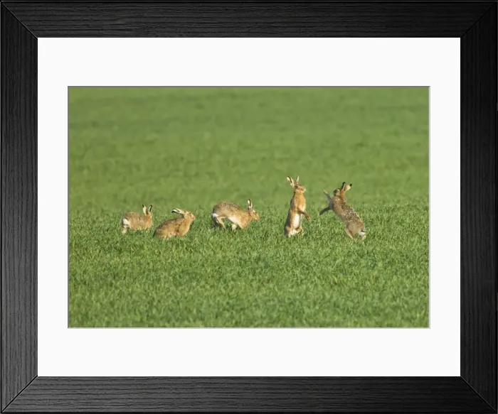 Framed Print : Picture No. 10891607 Framed Print : Picture No. 10891607