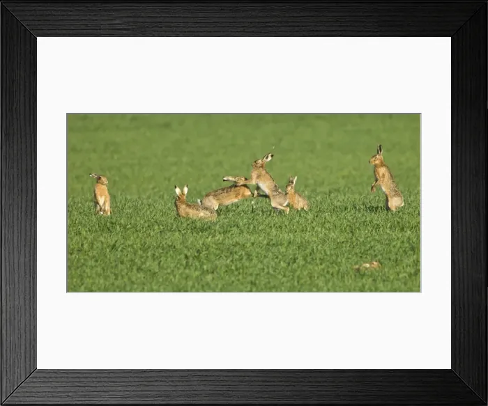 Framed Print : Picture No. 10891606