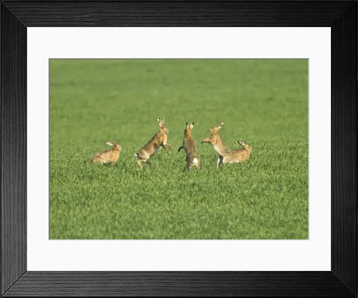 Framed Print : Picture No. 10891608 Framed Print : Picture No. 10891608