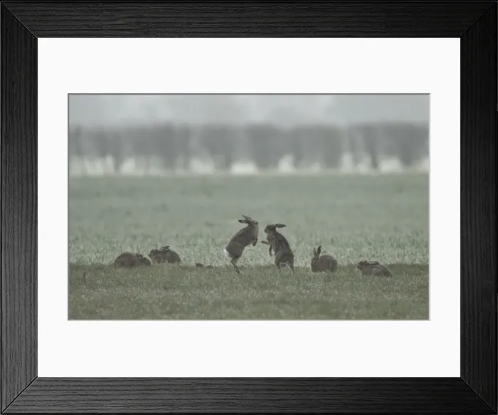 Framed Print : Picture No. 10891609 Framed Print : Picture No. 10891609