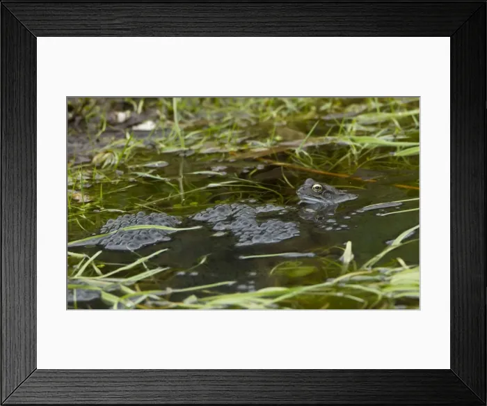 Framed Print : Picture No. 10891610