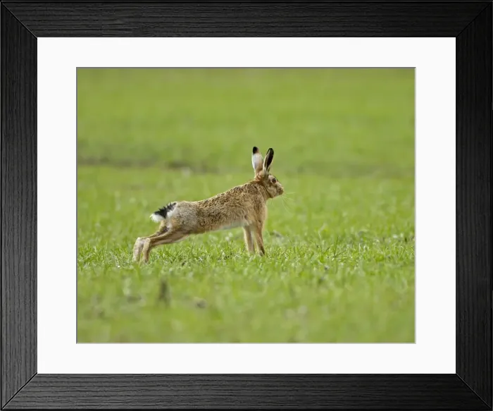 Framed Print : Picture No. 10891603 Framed Print : Picture No. 10891603