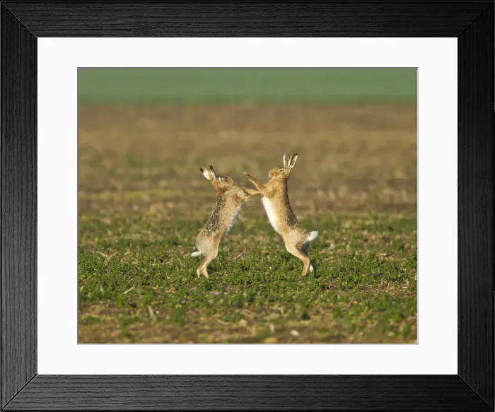 Framed Print : Picture No. 10891611 Framed Print : Picture No. 10891611