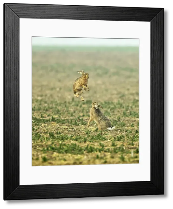 Framed Print : Picture No. 10891613 Framed Print : Picture No. 10891613