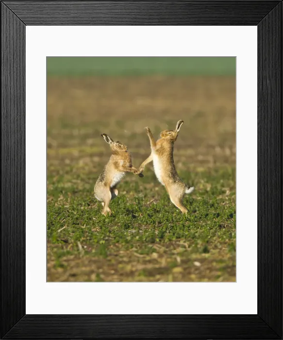 Framed Print : Picture No. 10891612 Framed Print : Picture No. 10891612