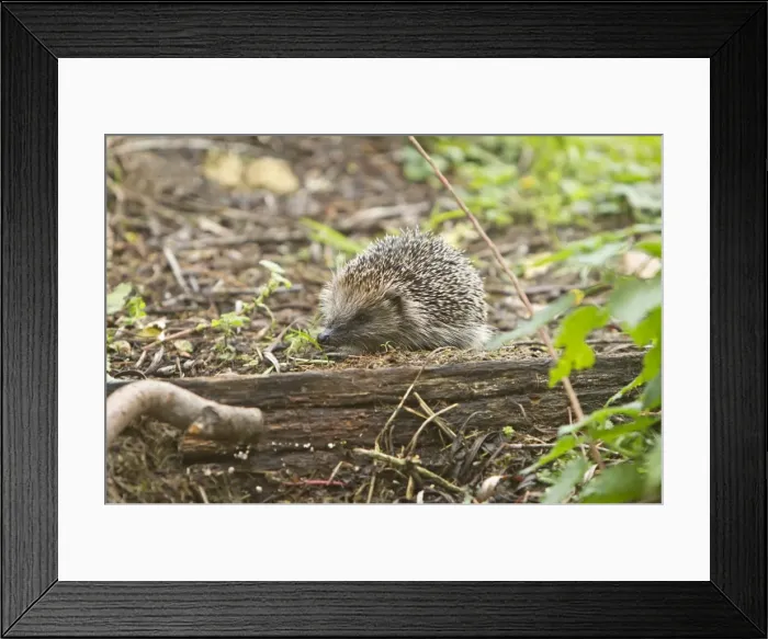 Framed Print : Picture No. 10891616 Framed Print : Picture No. 10891616